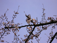 目黒川沿いの桜